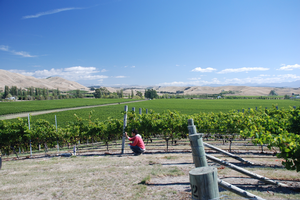 French wine researcher Dr Herve Quenol  checking Marlborough pinot noir grapes at harvest time.