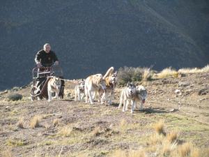 100 dogs and competitors to contest gruelling NZ sled dog champs