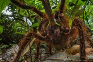 spider