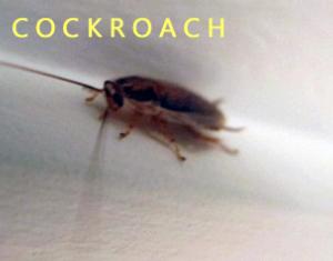 cockroach