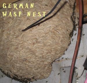 german wasp nest