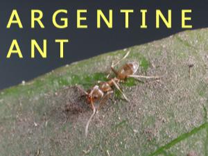 Argentine ant