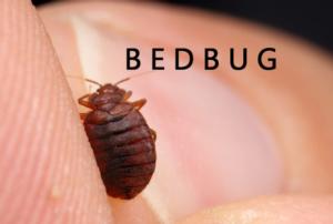 bedbug