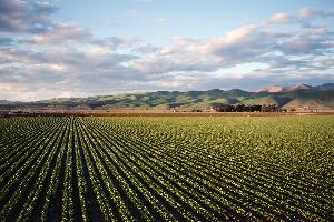 Soil Health in Sustainable Agriculture