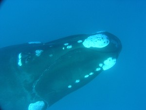 Any southern right whale sightings should be reported immediately on the DOC hotline, 0800 DOCHOT (0800 36 24 68)