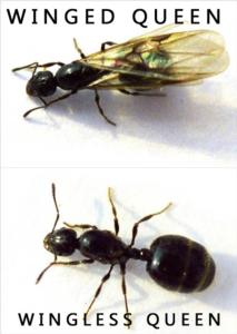 ants