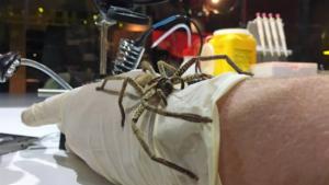 spider!