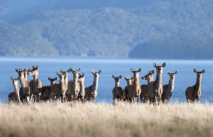 Groundbreaking deer milk clinical trial