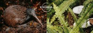 An evening Kiwi watching tour at Tawharanui Regional Park, Auckland