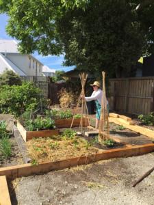 City Councillor Ali Jones Tends The Family Garden
