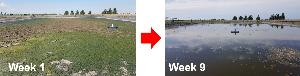 Effluent pond on the 2 Mar and 21 days later