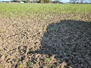 A single pugging event can cause severe compaction of the soil.