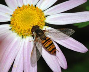 hover flies