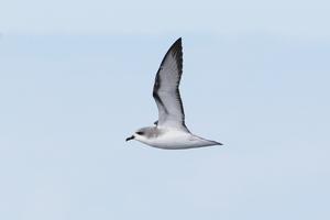 Cooks Petrel