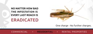 german cockroach