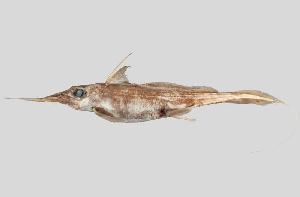 The newly described Australasian Narrow-nosed Spookfish, Harriotta avia