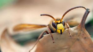 german wasps
