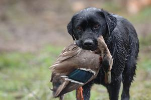 Dogs will earn their keep this weekend 