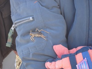 A Mount Cook Weta