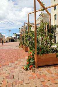 Edible garden in Wellington's Civic Square
