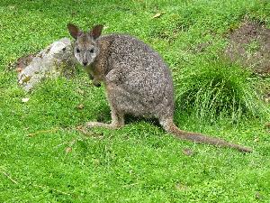 A file shot of a Dama wallaby.