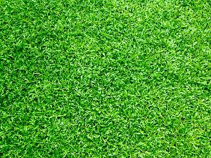 Artificial Grass