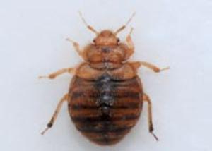 bed bug pest control auckland