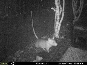 rats in ponsonby