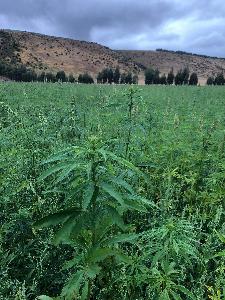 hemp growing