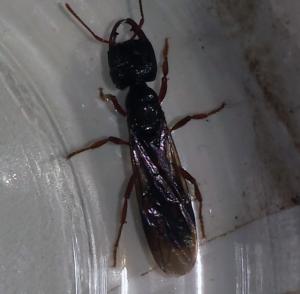 HELP! large insect massive jaws!