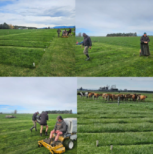 Agraforum New Zealand compaction and Bio N field trials conducted by Dr. Gordon Rajendram in Canterbury.