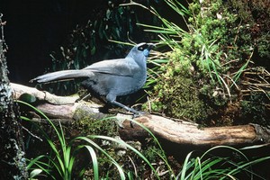Kokako treat in store for Whirinaki visitors