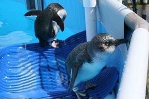 Little blue penguins recover at the Oiled Wildlife Response Centre where Massey University vets are working to save birds that have been coated in oil from the grounded container ship Rena.