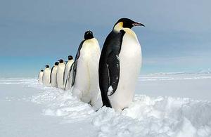 More at home in the Antartic - Emperor penguins