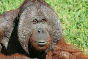 Bornean orangutan male Charlie 