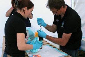 Little blue penguin gets fed by vet tech Pauline Conayne and wildlife vet Dr Brett Gartrell at the Wildlife Response Centre.