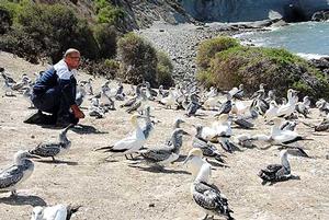 Gabriel Machovsky-Capuska at Cape Kidnappers gannet colony where he conducted his research on gannet vision.