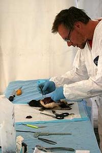Wildlife pathologist Stuart Hunter carries out a  post-mortem on an oiled little blue penguin.