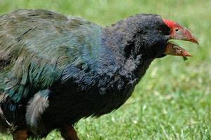The first two Takahe were introduced to Motutapu Island in August 2011