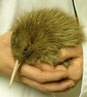 Willowbank Kiwi