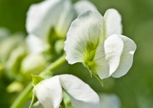 Mendel's Pea Flower Colour Gene Found
