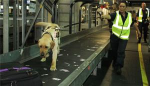 From a bleak future in the council's pound to high-flying duties at Wellington airport, the 15-month-old Labrador's prospects are really looking up.