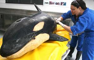 Biology research associate Dr Emmanuelle Martinez and doctoral student Sarah Dwyer at Massey Albany preparing to carry out a post-mortem of a young orca found north of Auckland.