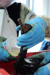 Bird being washed