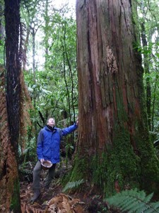 Russel and ancient Totara
