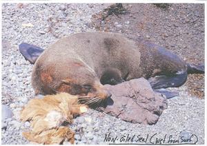 A non oiled seal - wet from the surf
