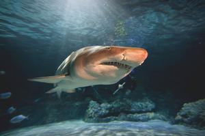Shark