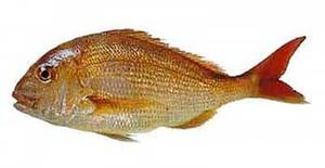 Snapper, or 'tamure' in M&#257;ori.