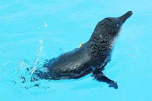 One of the oiled penguins that has been treated and  cleaned at the rehabilitation facility set up at Tauranga.