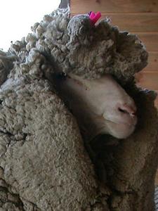 Shrek the celebrity sheep